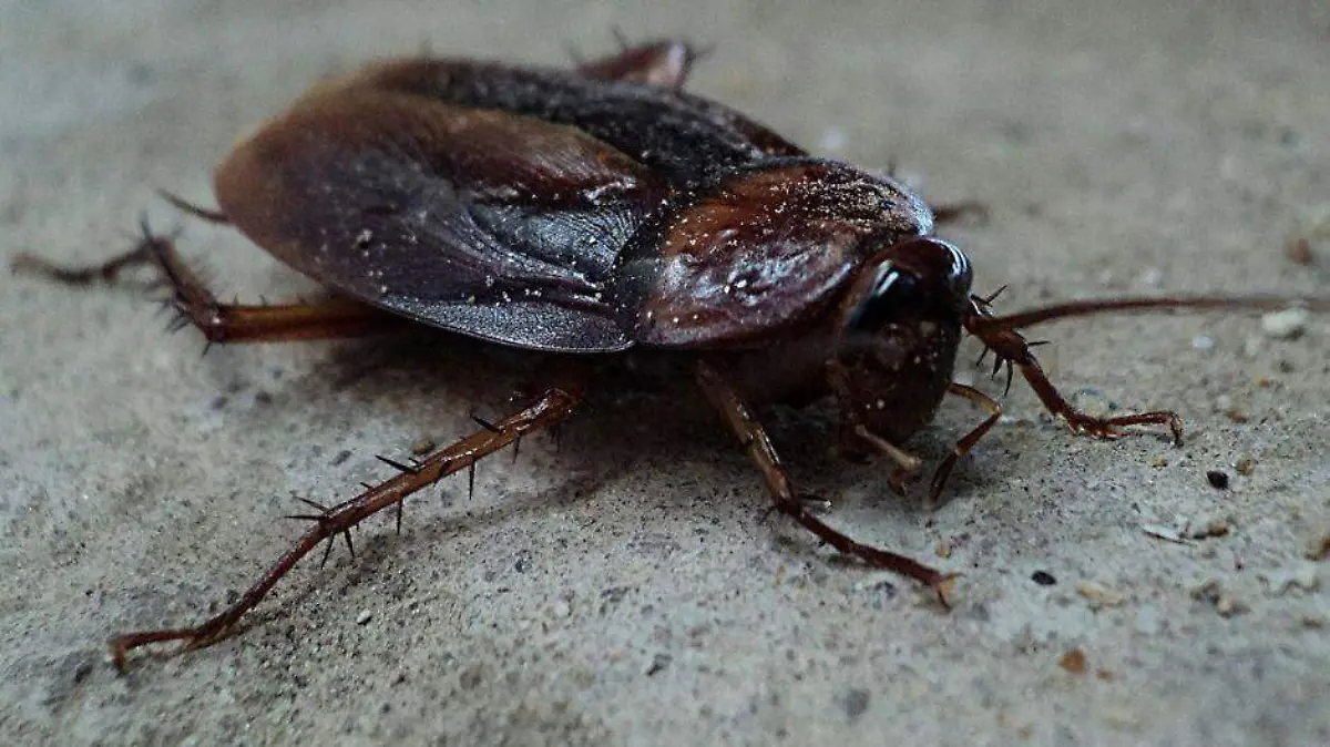 Acabar plaga cucaracha